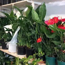 Susurluk Saksı Çiçeği Siparişi - Zümrüt Çiçek | 1989'dan Beri Güvenilir Hizmet